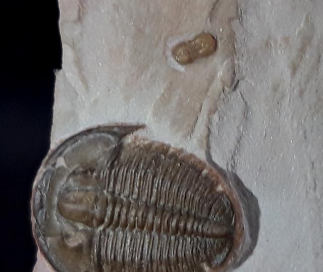 Elrathia kingii (MEEK 1870) & Peronopsis interstricta (WHITE 1874) - Bild &copy; FossNet FossilienStore